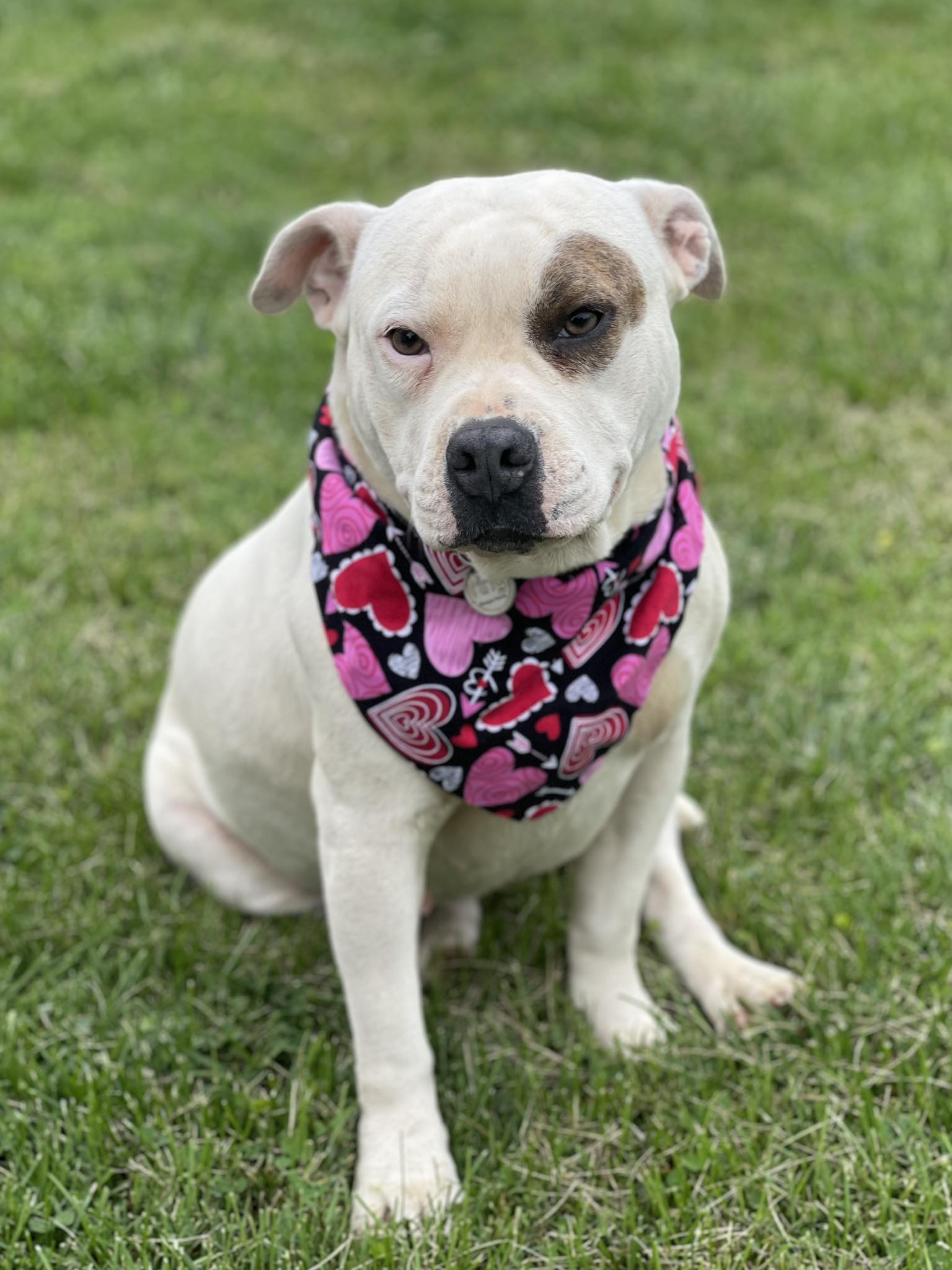 dog with scarf