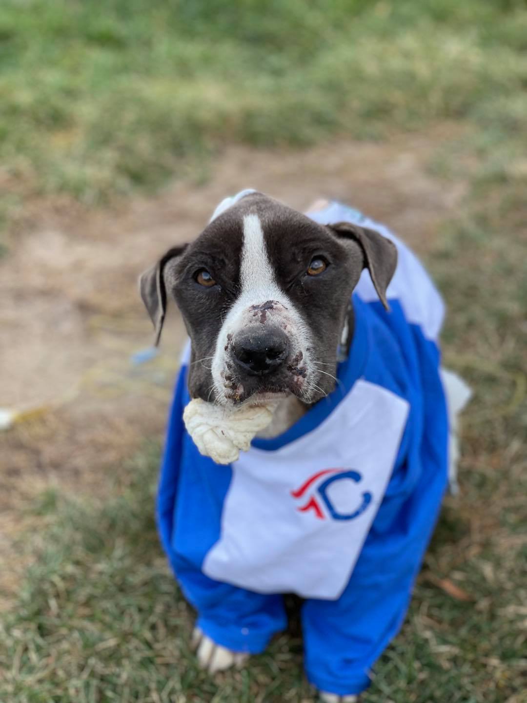 dog with shirt