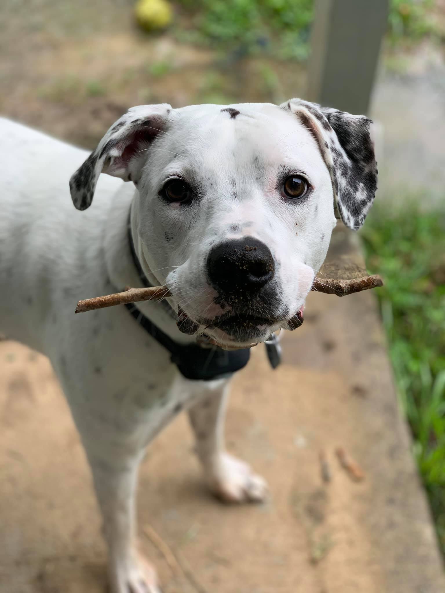 dog with stick in mouth