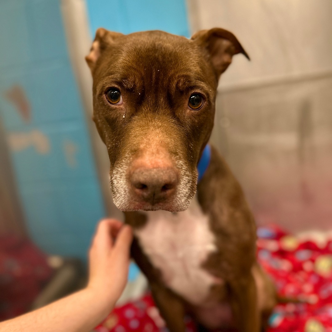 dog with the saddest eyes