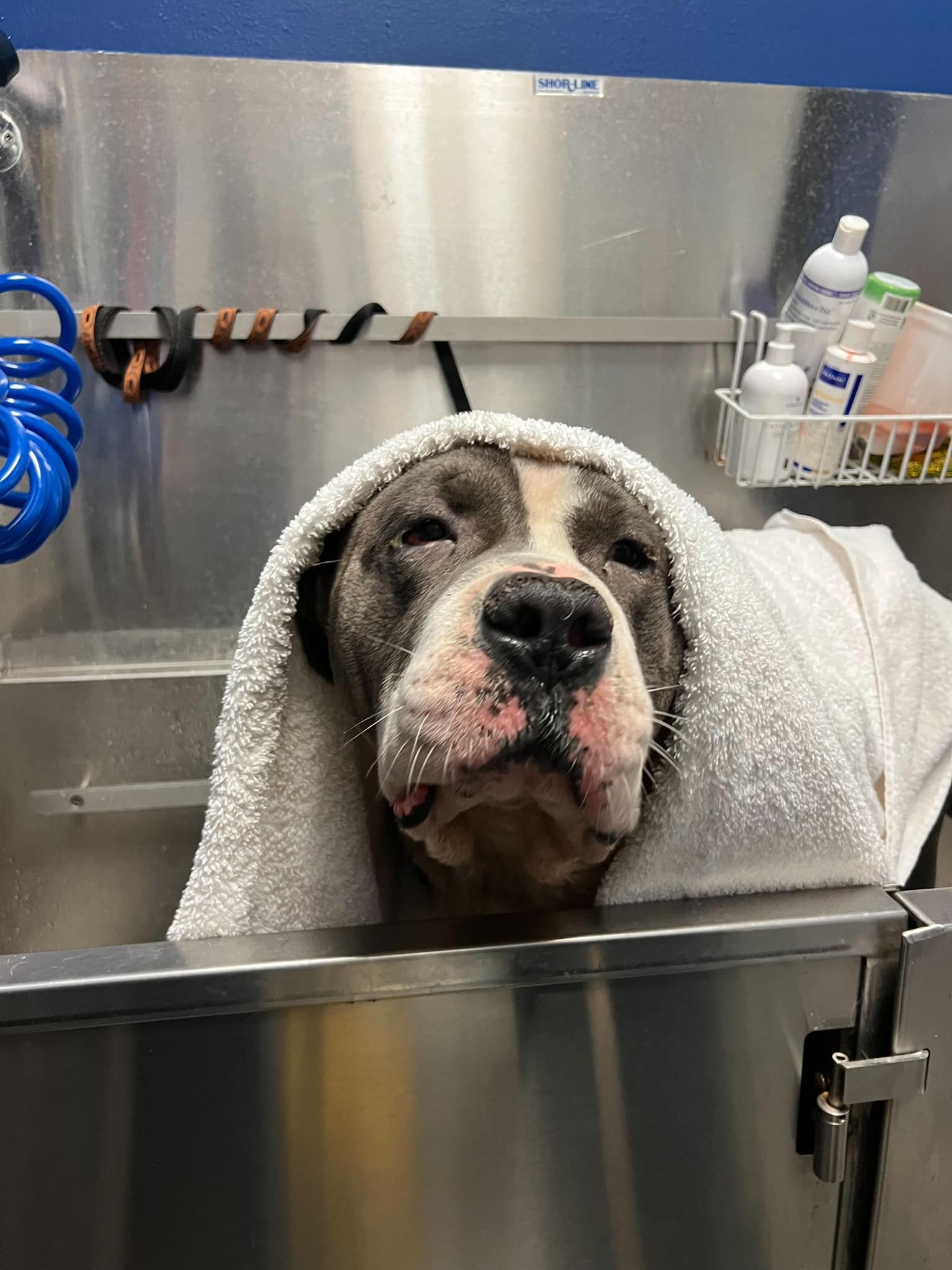 dog with towel
