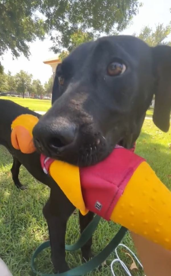 dog with toy in mouth 