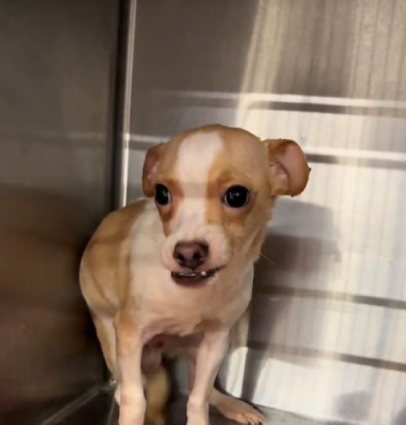 dog with underbite