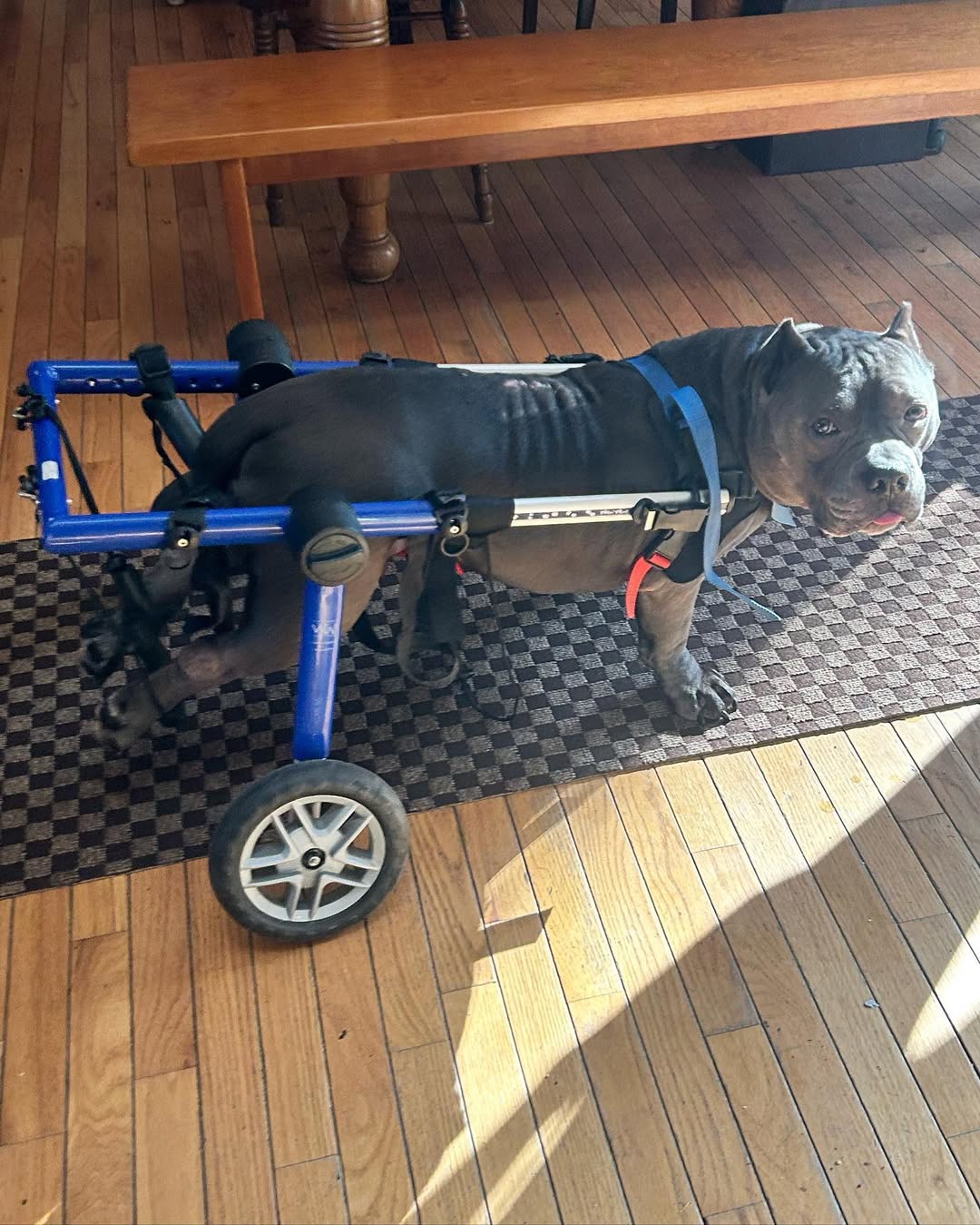 dog with wheels