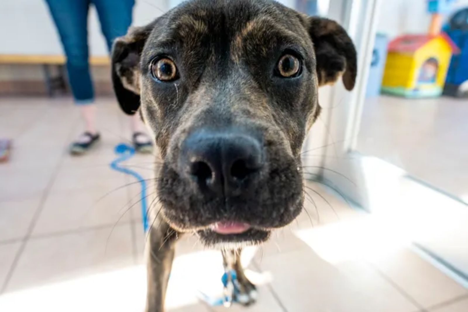 dog's face close up 