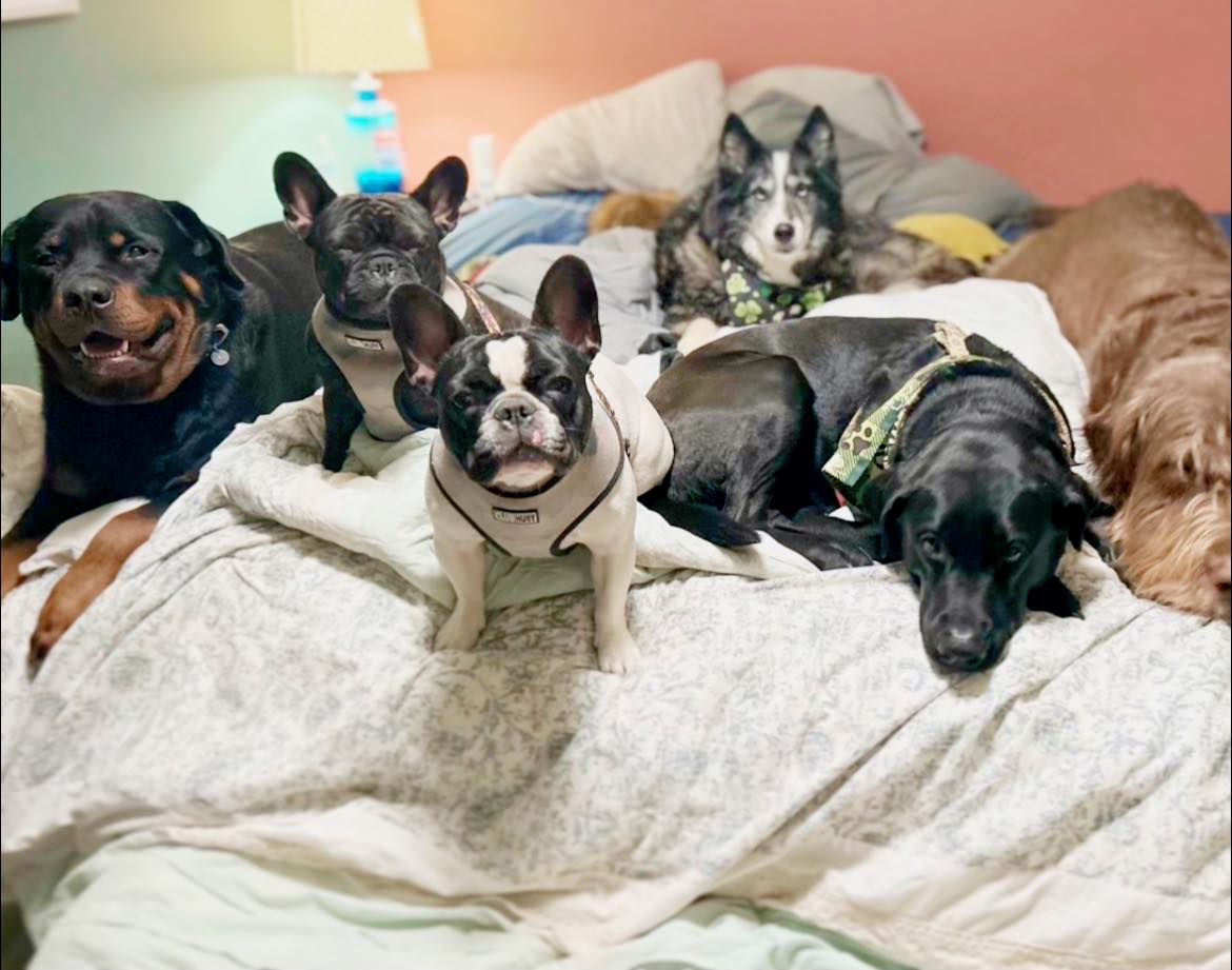 dogs laying on bed