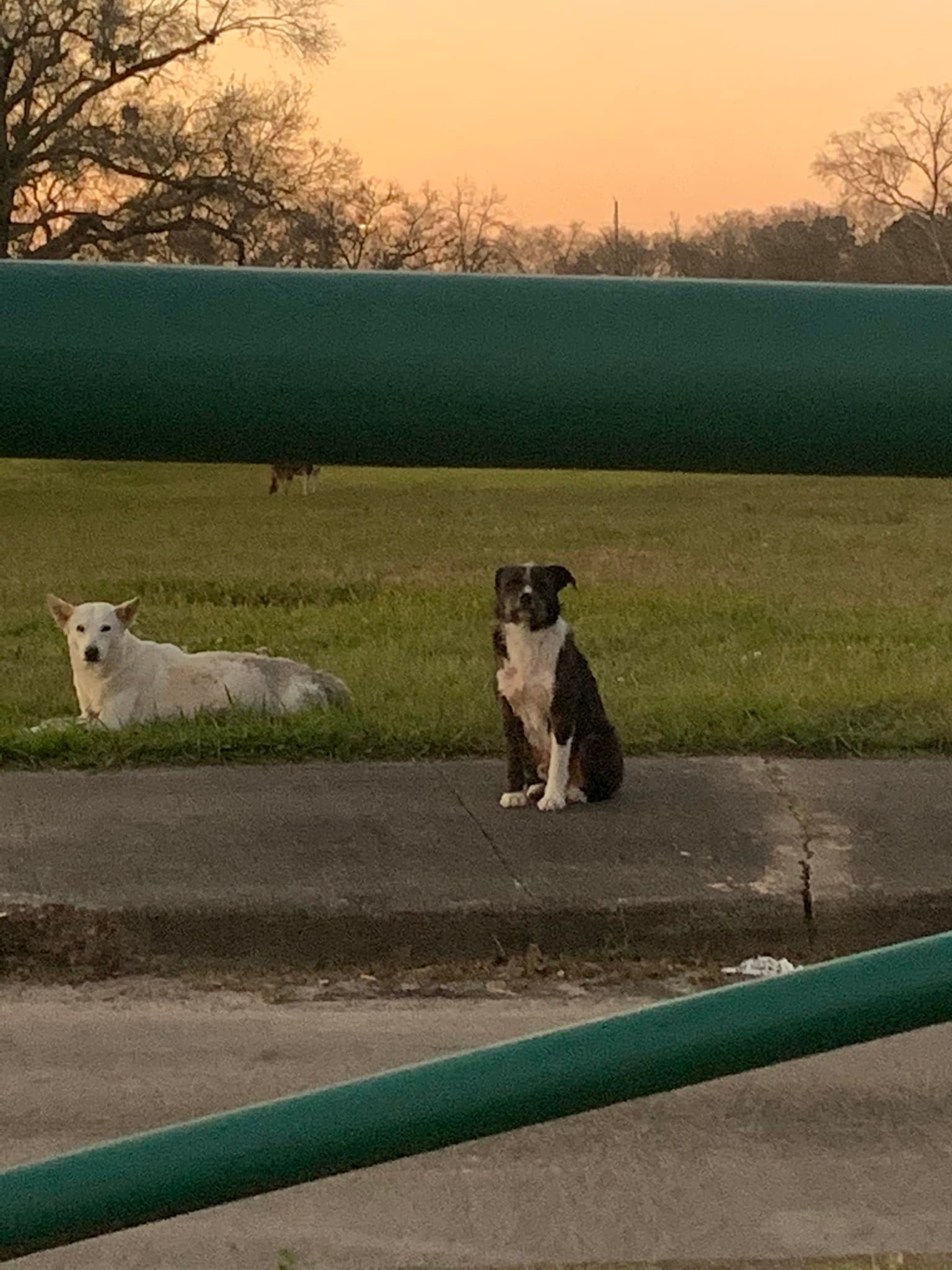 dogs on sidewalk