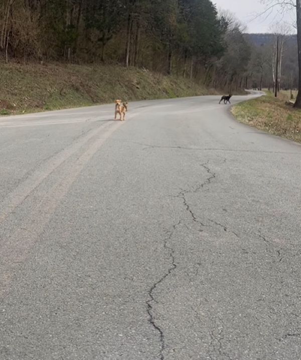dogs on the road