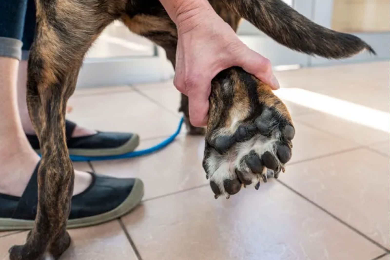 dog's paw 