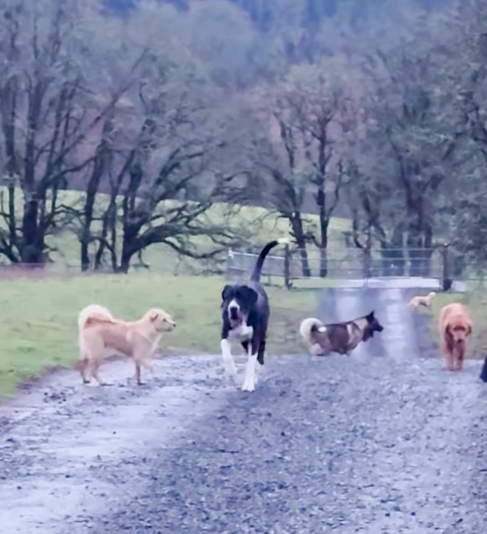 dogs running around