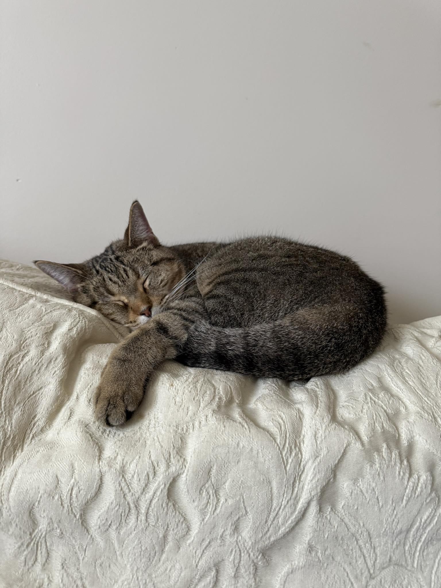 domestic cat sleeping