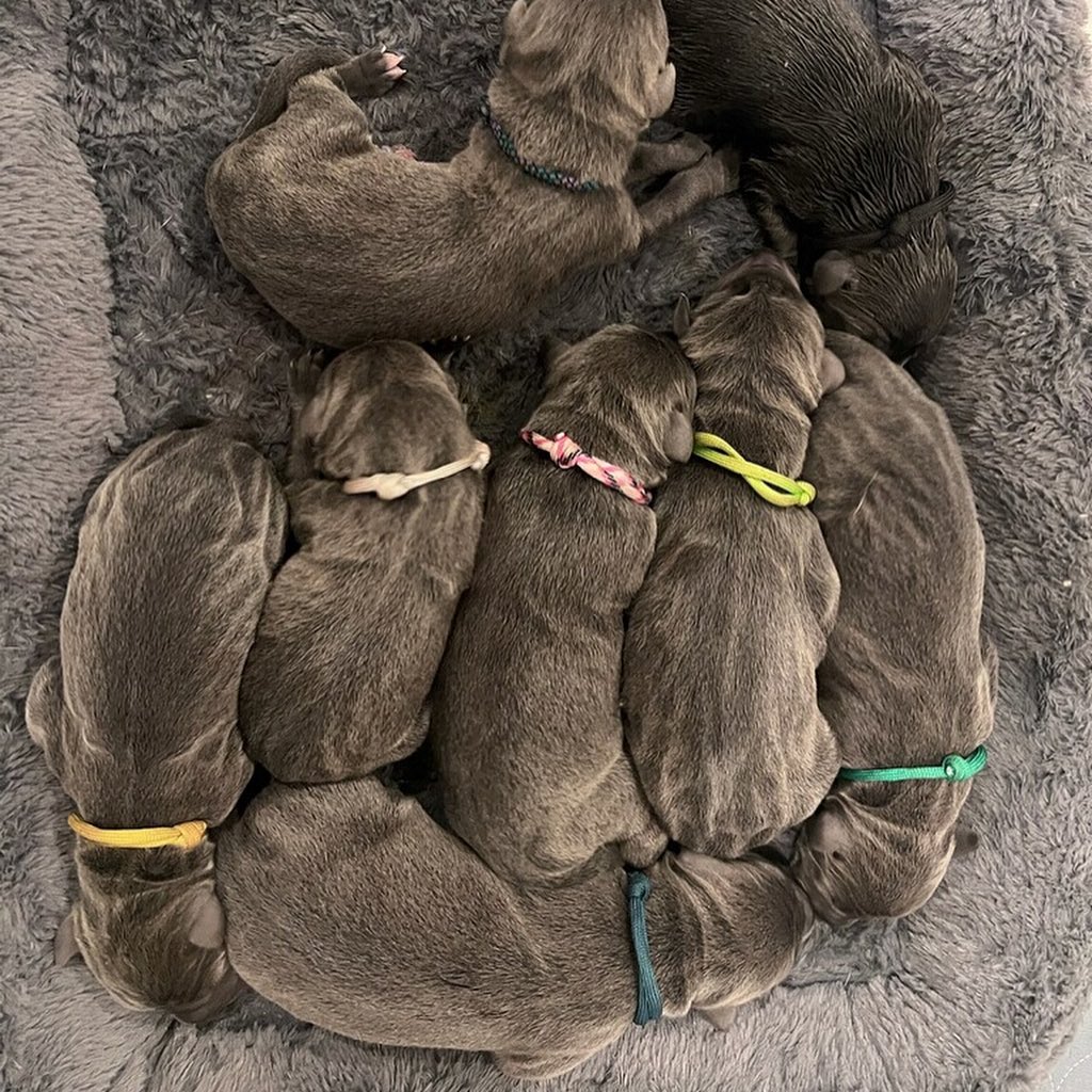 eight black puppies