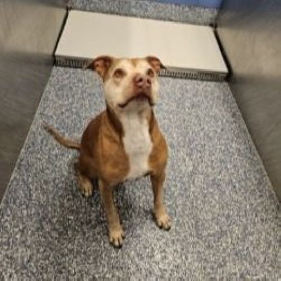 elderly dog in kennel