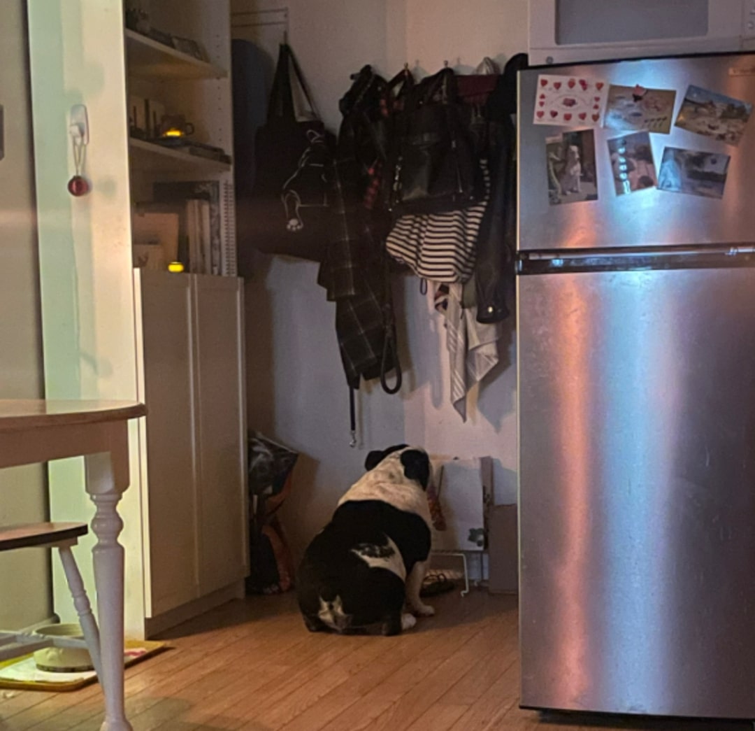 english bulldog faces the wall