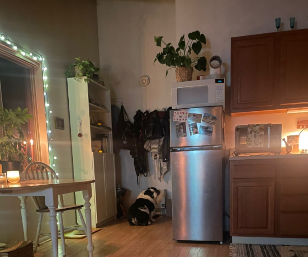 english bulldog next to a fridge