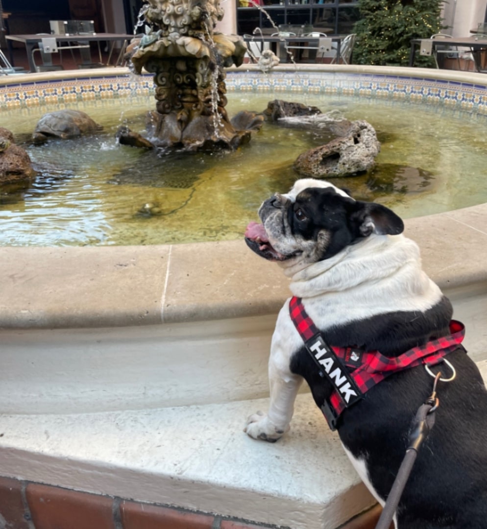 english bulldog posing in a harness