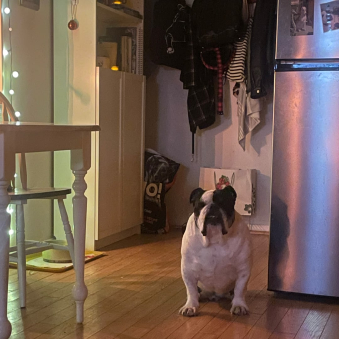 english bulldog standing
