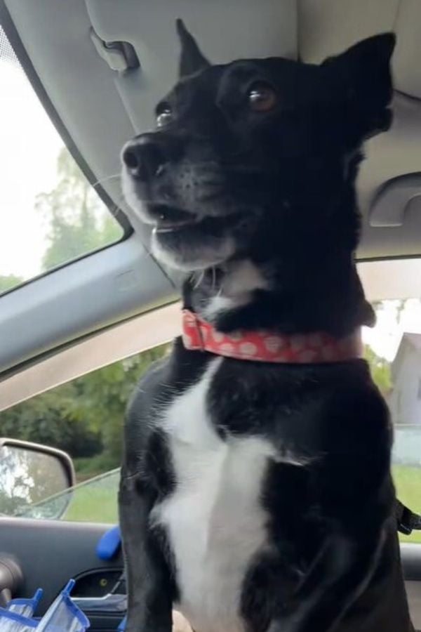 excited dog in the car