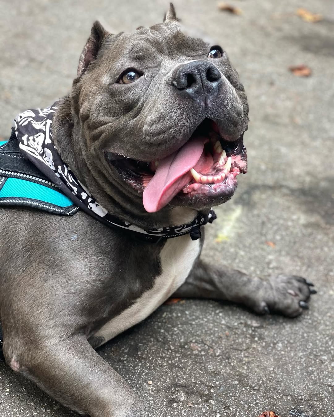 fat dog