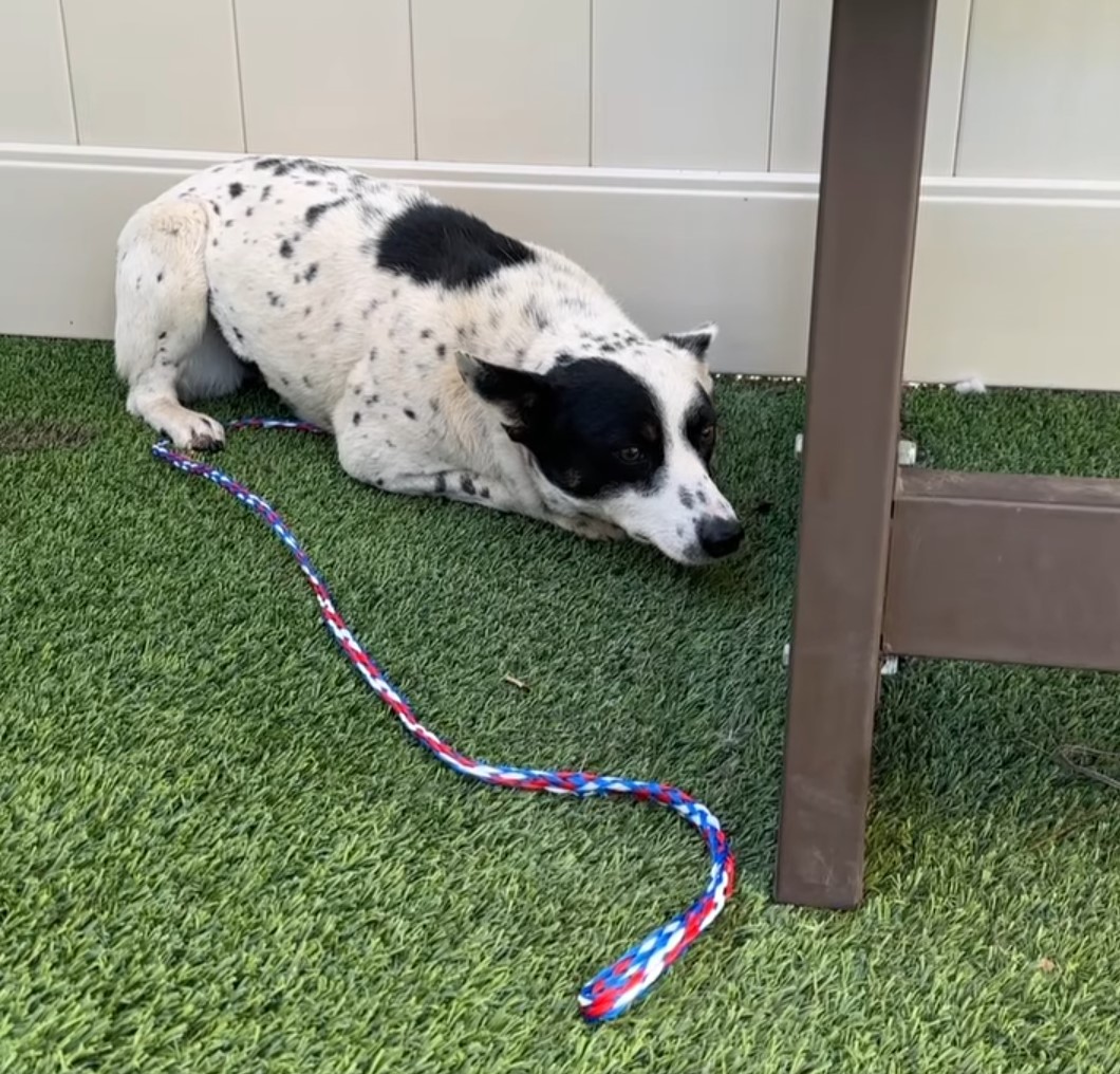 fearful dog hiding in the corner