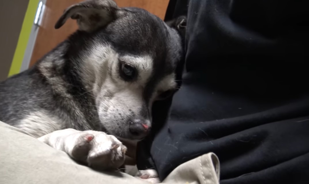 fearful street dog nestled against rescuer