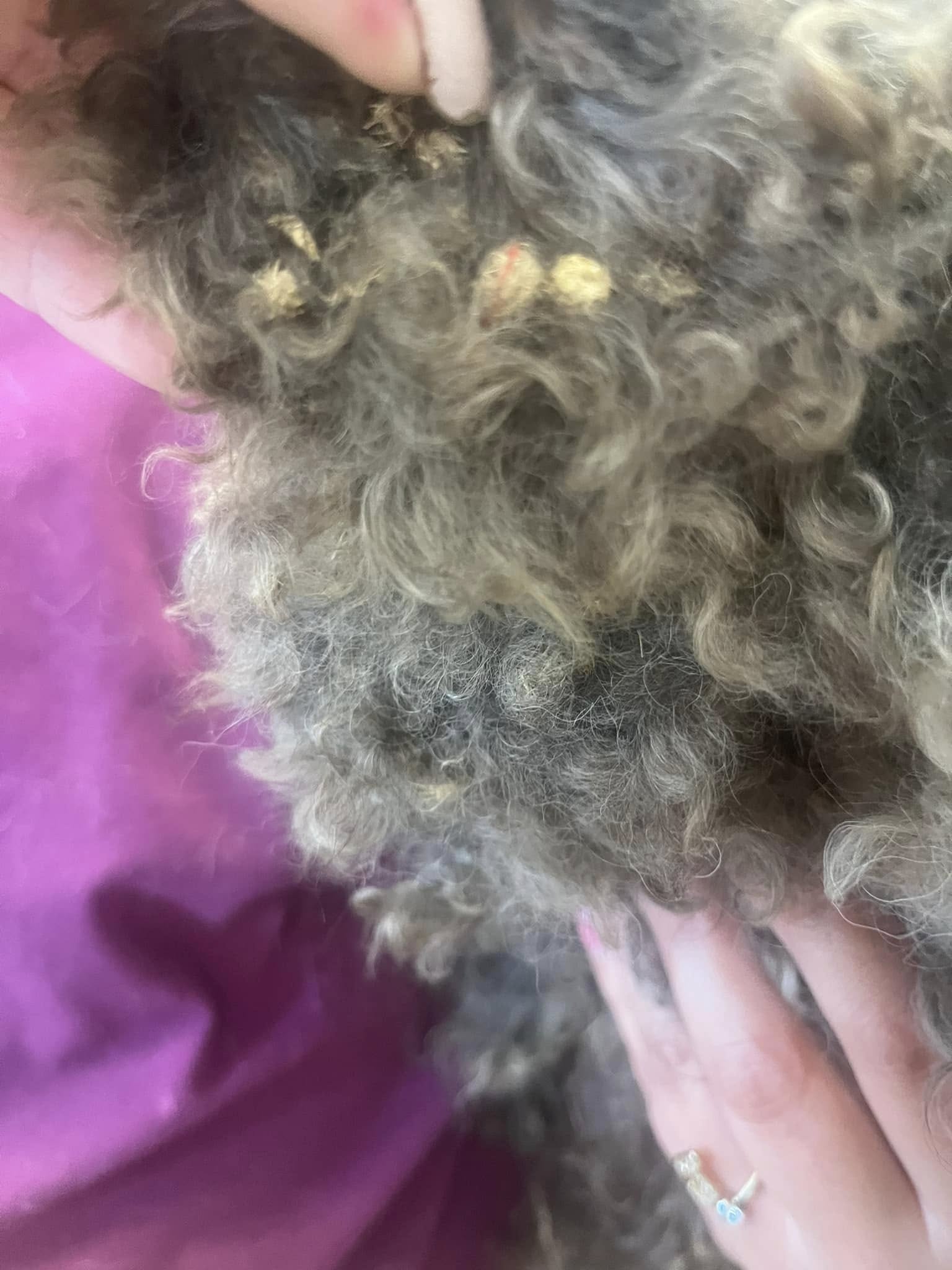 filthy fur plastered with stickers