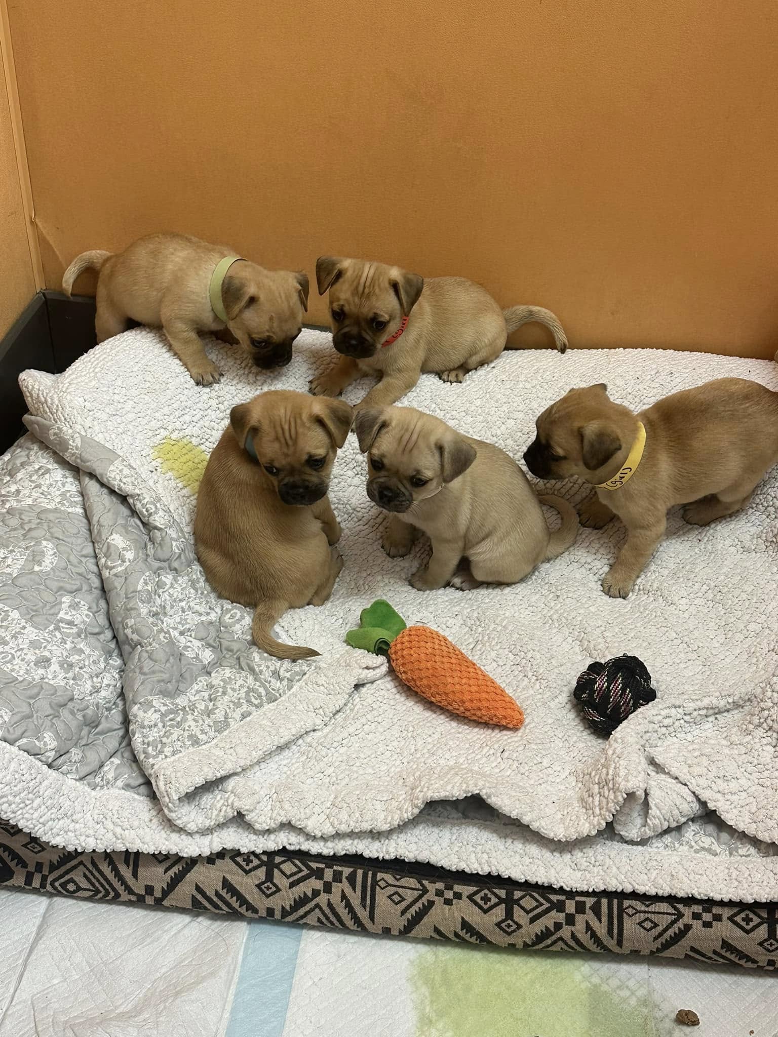 five cute puppies