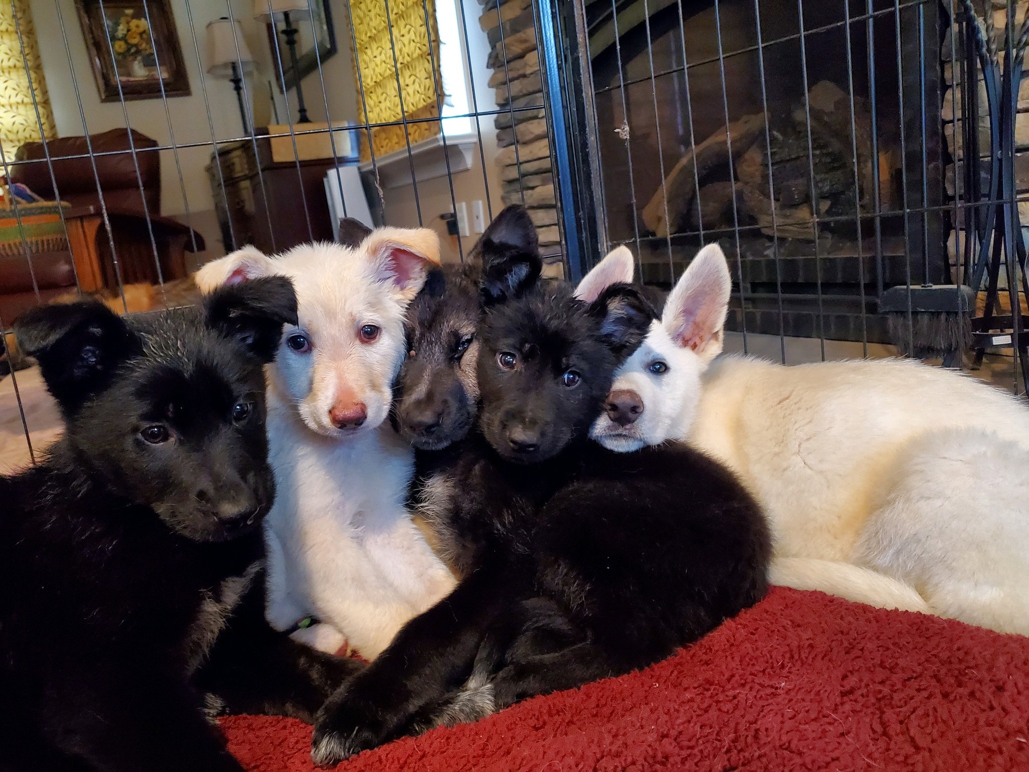 five puppies