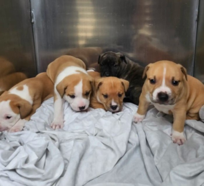 five tiny puppies