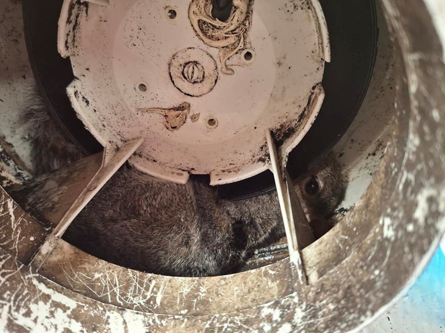 fluffy animal in an old fan 