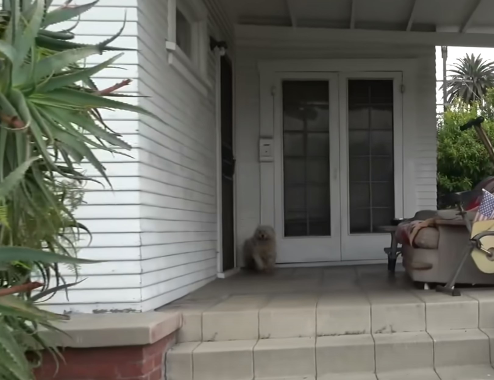 fluffy dog on the porch 