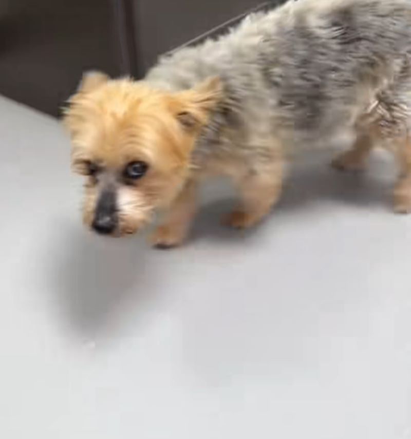 fluffy dog