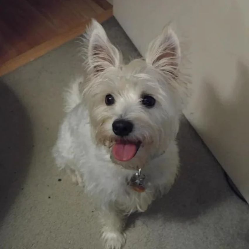 fluffy white puppy 