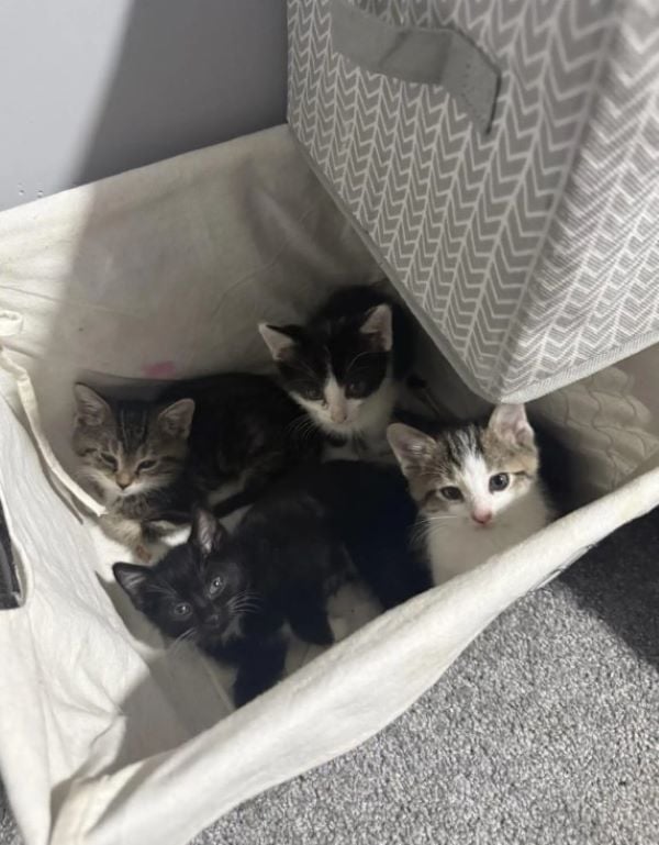 four cute kittens