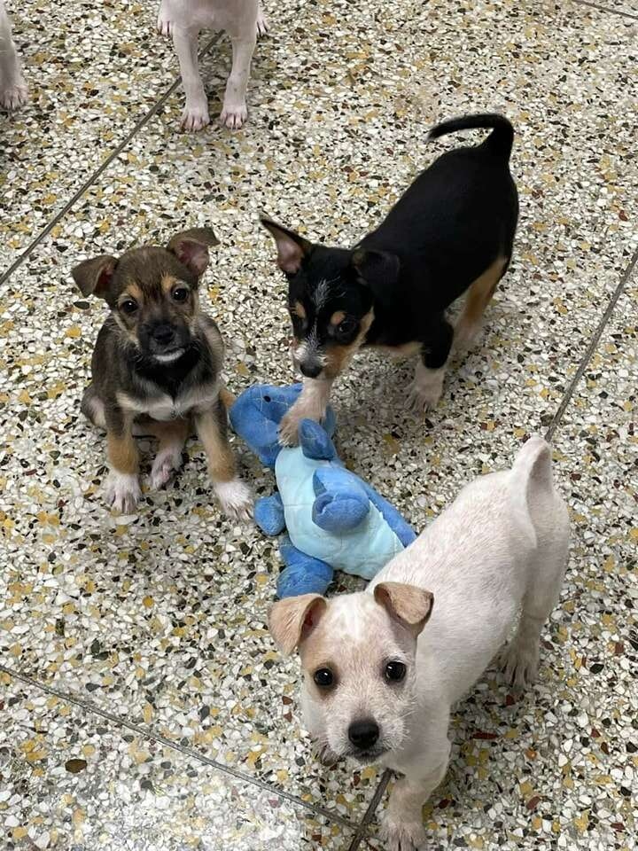 four cute puppies