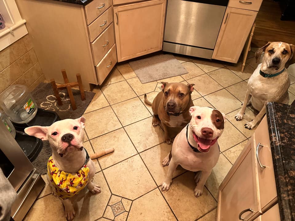 four dogs in house