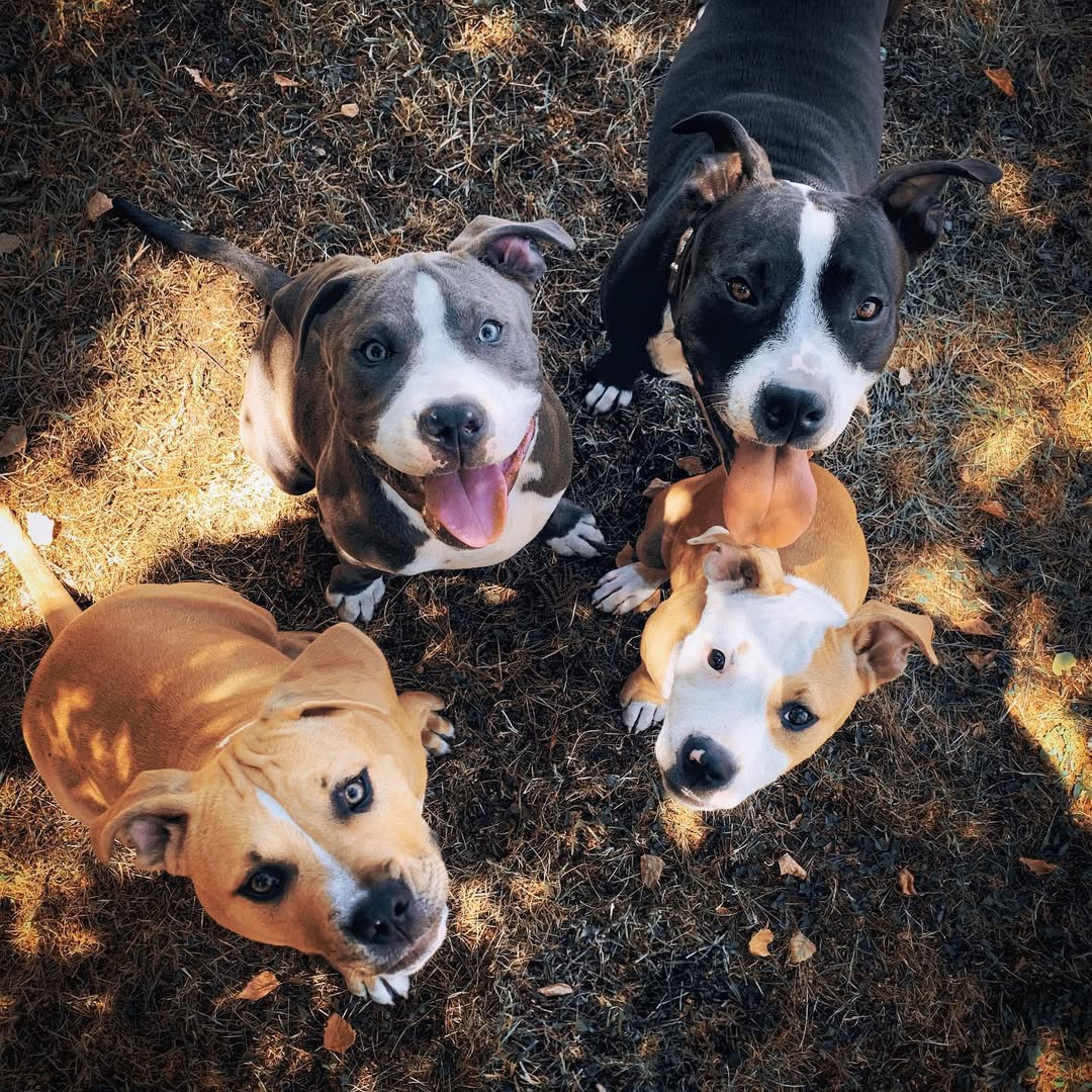 four dogs