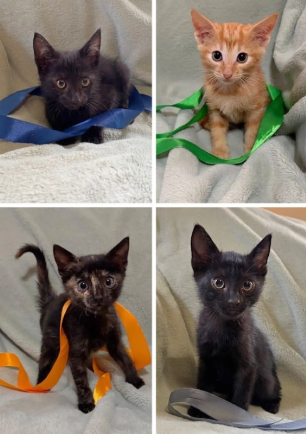 four kittens
