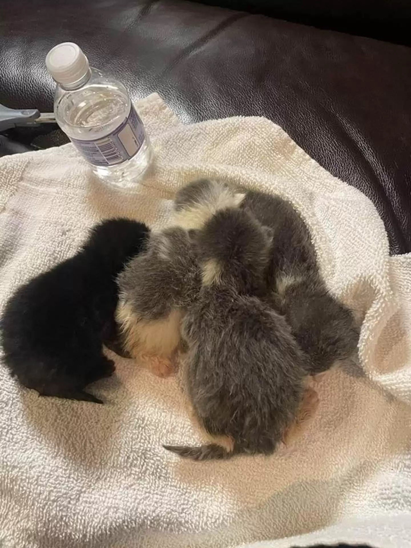 four little kittens 