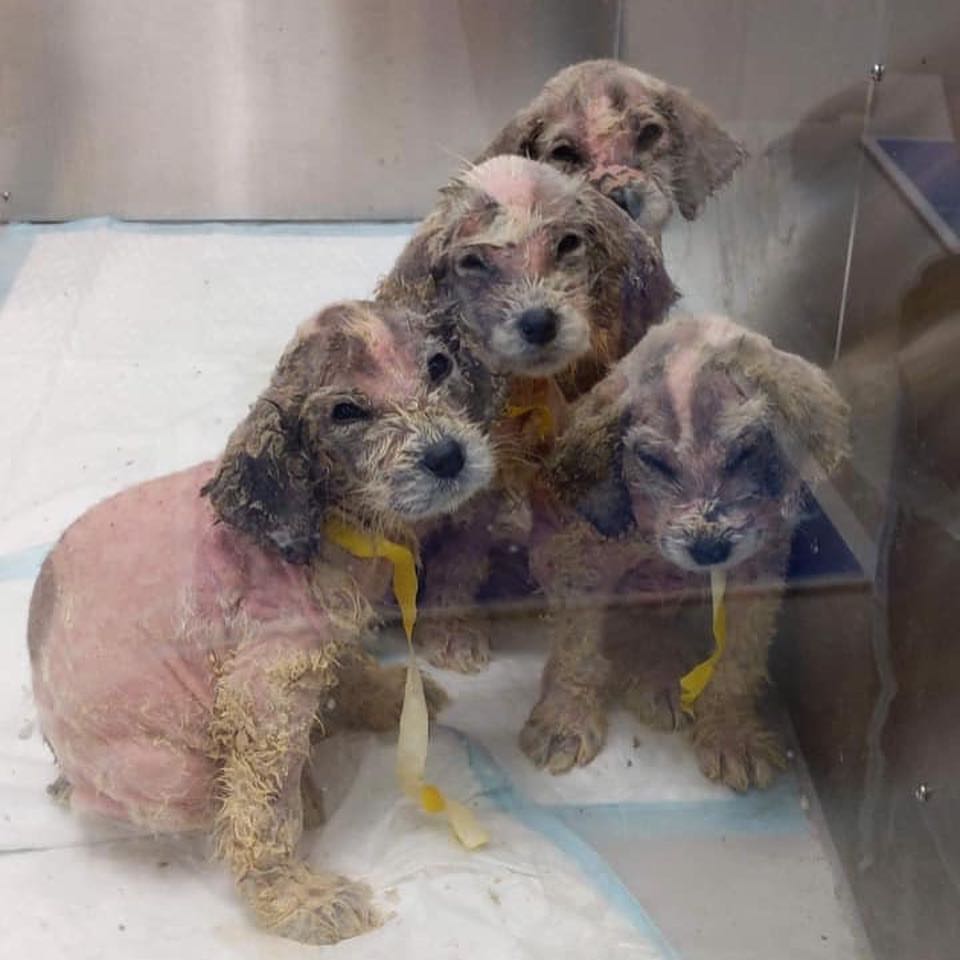 four neglected puppies