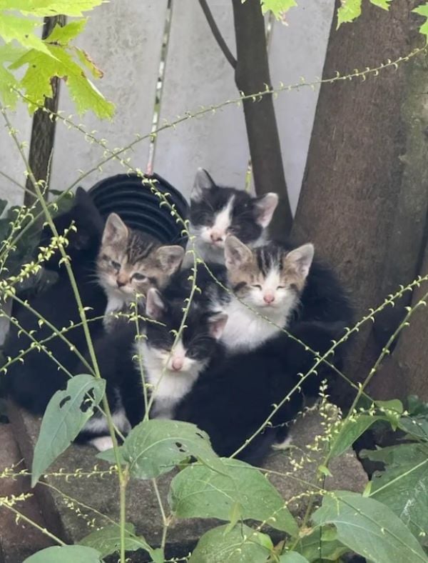 four tiny kittens