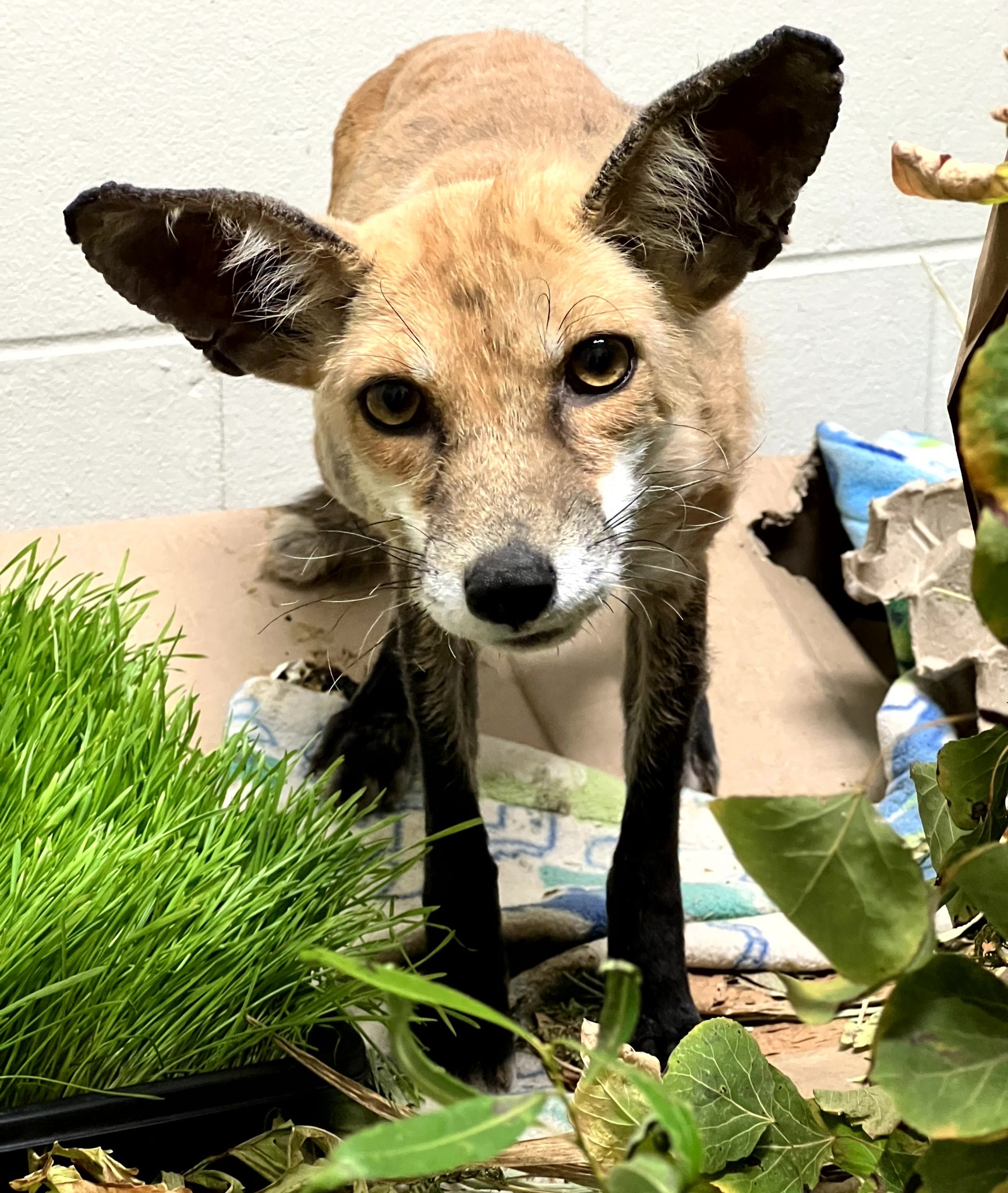 fox found in the yard