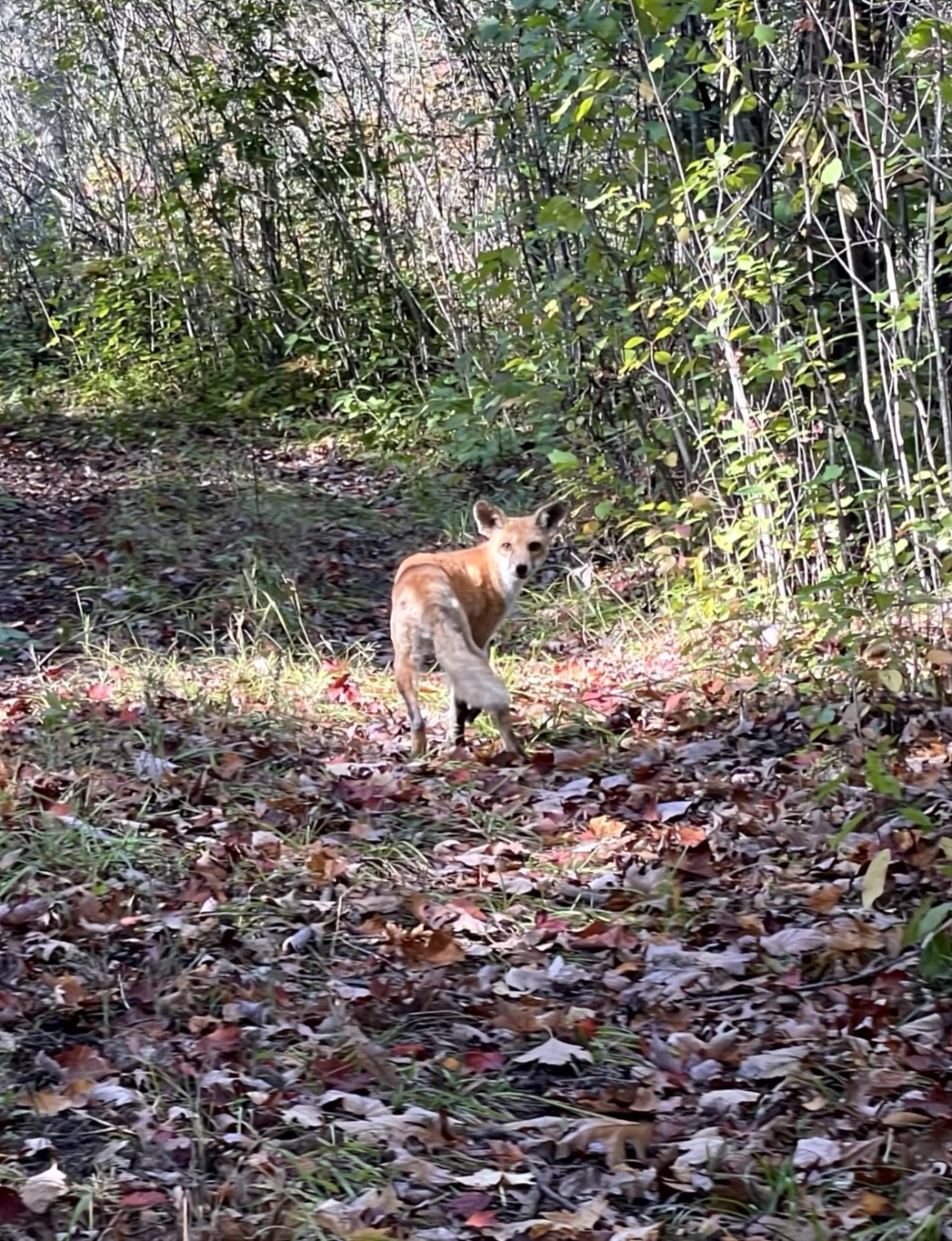 fox in the woods