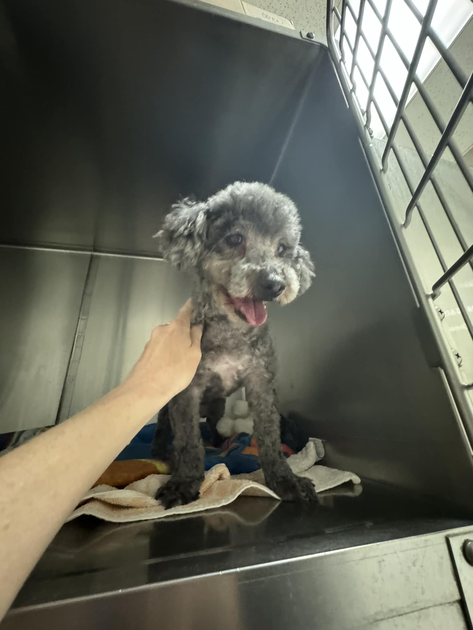 freshly shaved dog