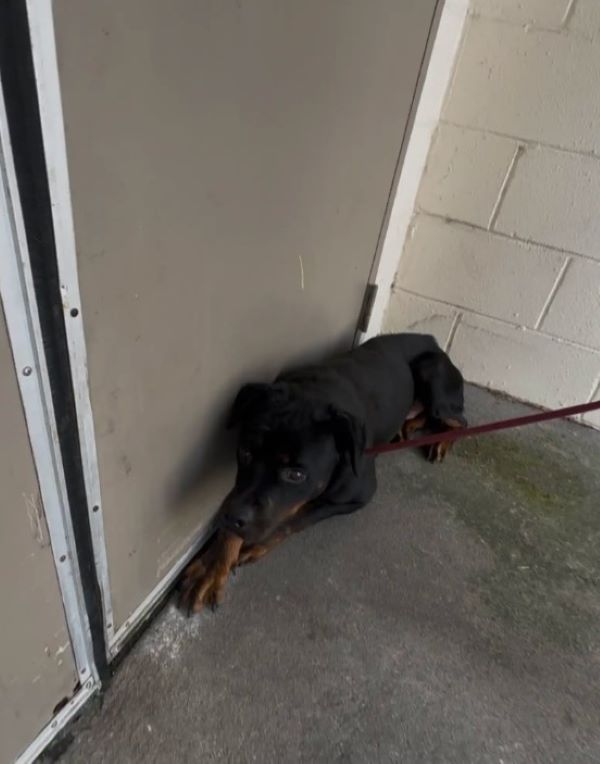 frightened black dog in the corner