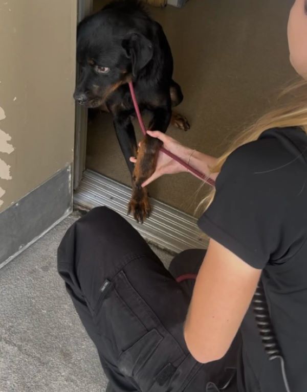 frightened black dog