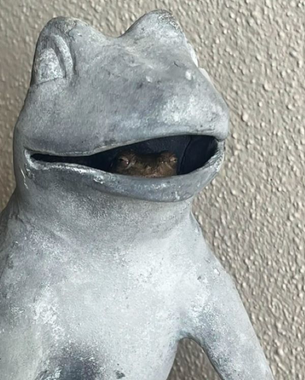 frog in statue