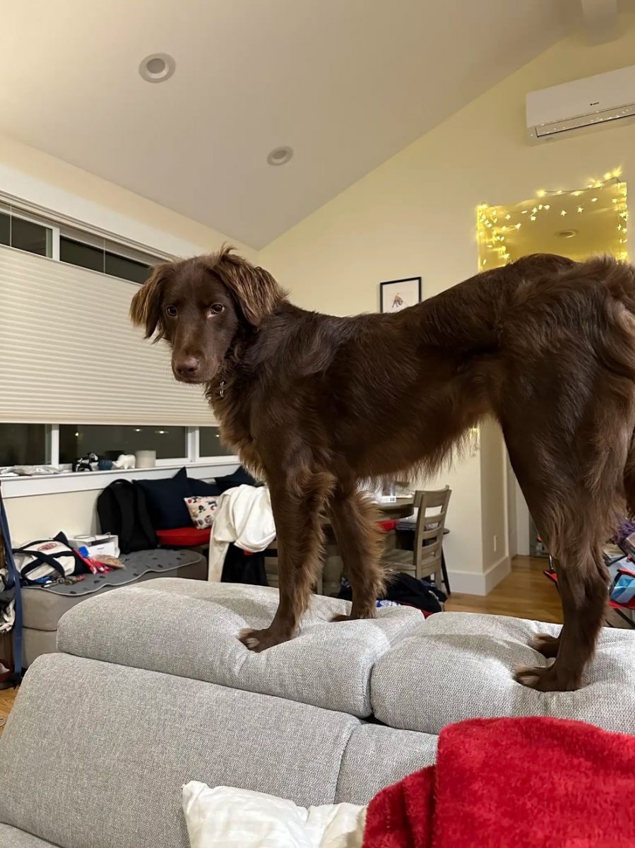 full size brown dog