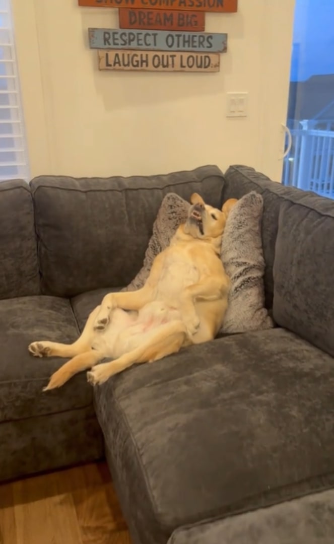 funny dog position