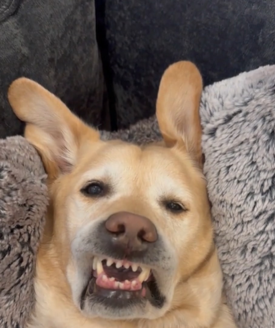 funny dog sleeping face